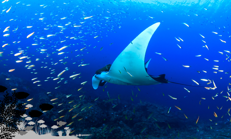Manta Ray