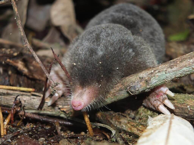 看不見光的台灣鼴鼠。圖源:台灣環境資訊協會