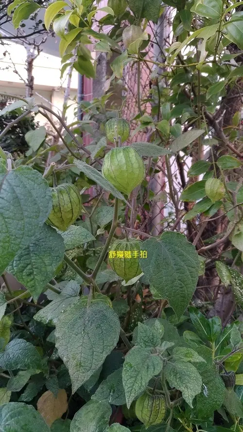 raw-image