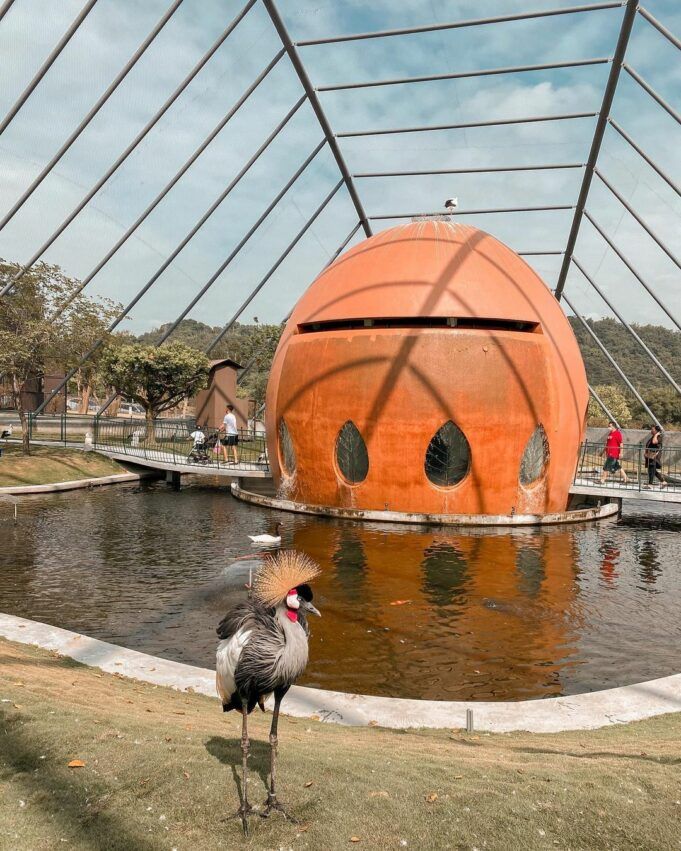 九九峰動物樂園,灰冠鶴、大紅鶴、天鵝等鳥類在大鳥窩裡,自在閒適的漫步,看著遊客還會好奇的向前靠近,完全不怕人的模樣真是太可愛了。