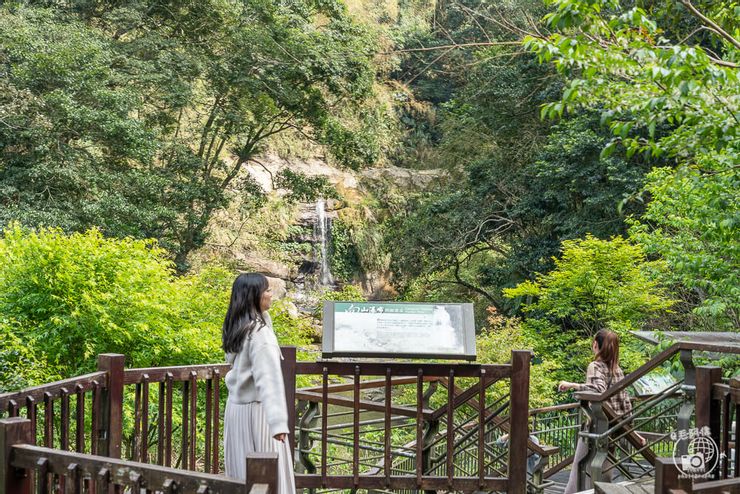 瑞里紫藤花,瑞里紫藤花季,阿里山,阿里山紫藤花,阿里山咖啡,嘉義紫藤花,紫藤花地點,紫藤花花期,紫藤花花況,瑞里民宿,阿里山螢火蟲,嘉義螢火蟲,瑞里螢火蟲,瑞里紫藤花季交通,2024瑞里紫藤花季
