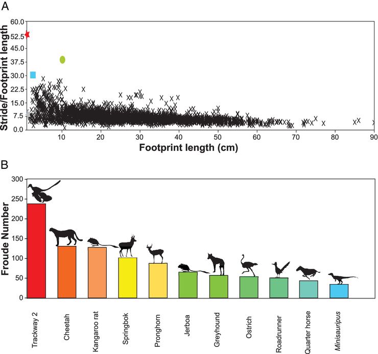 研究分析的足跡與其他 2,638 個獸腳類足跡,以及現存動物的足跡樣本比較(圖片來源:Dececchi, T. A et al.(2024). 圖片以 CC BY-NC-ND 4.0 授權。)
