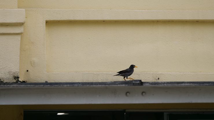 已經習慣城市的八哥